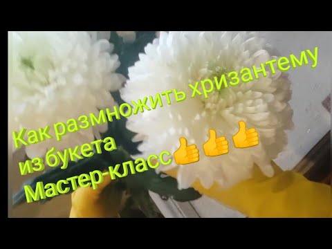 РАЗМНОЖИТЬ ХРИЗАНТЕМУ ИЗ БУКЕТА ЛЕГКО!!!  100  результат