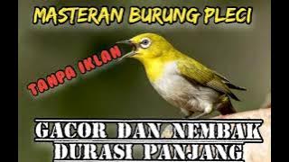 Masteran Pleci GACOR DAN NEMBAK DURASI PANJANG..tanpa iklan