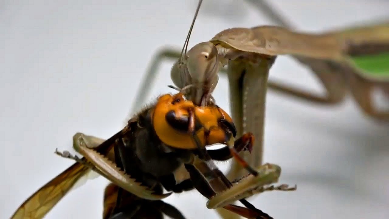 Mantis Comiendo la Cabeza de un Avispón Gigante - YouTube