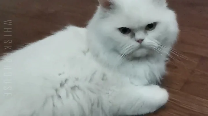 Watch the video about Ragdoll Royalty |The Most Relaxed Cat You' ll ever See |