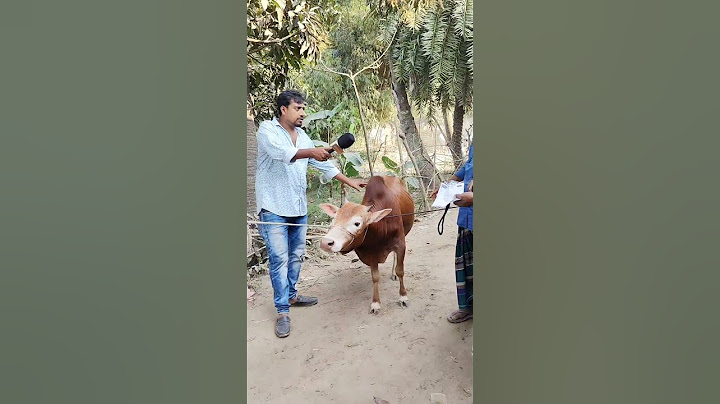 গাজীপুরের চুপাইর হাট থেকে বিক্রি হওয়া ষাড় গরুর দাম জানুন #2025 #ভাইকতনিল2025 #গরু #গাজীপুর #cow