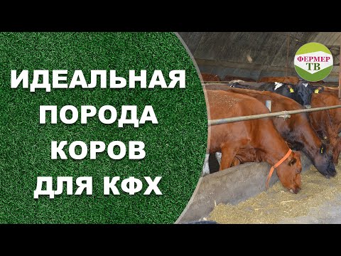 Идеальная порода коров для КФХ