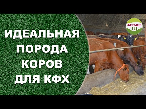 Видео: Sychevskaya порода крави: описание, характеристики, снимки, отзиви
