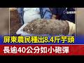 屏東農民種出8.4斤芋頭 長逾40公分如小砲彈