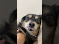 ガブガブって言うとつられて怒る犬