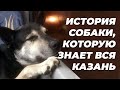 Забавные животные: пес из Казани, который сбегает из дома, чтобы покататься на автобусах