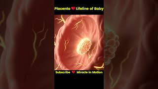 Placenta,The Lifeline Of Baby👶How Mother Nourishes Life Inside Womb