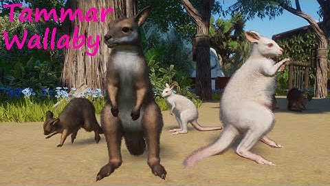 Tammar Wallaby by Lobry - Planet Zoo Mod