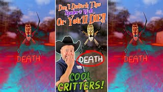 COOL CRITTERS! - Don&#39;t Disturb This Spider&#39;s Web ... Or You&#39;ll DIE! - Writing Spider - #Shorts