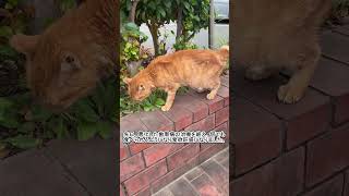 よぼよぼトラちゃんのおやつタイム2(Short) #猫 #茶トラ #CAT