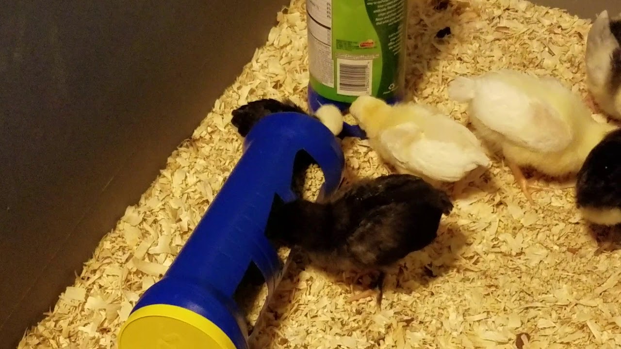 Homemade chicken feeders YouTube