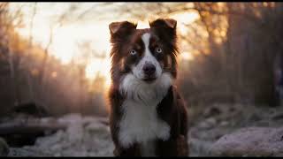 Happier| Dog MEP part 3 by Captivating Canines 249 views 1 year ago 24 seconds