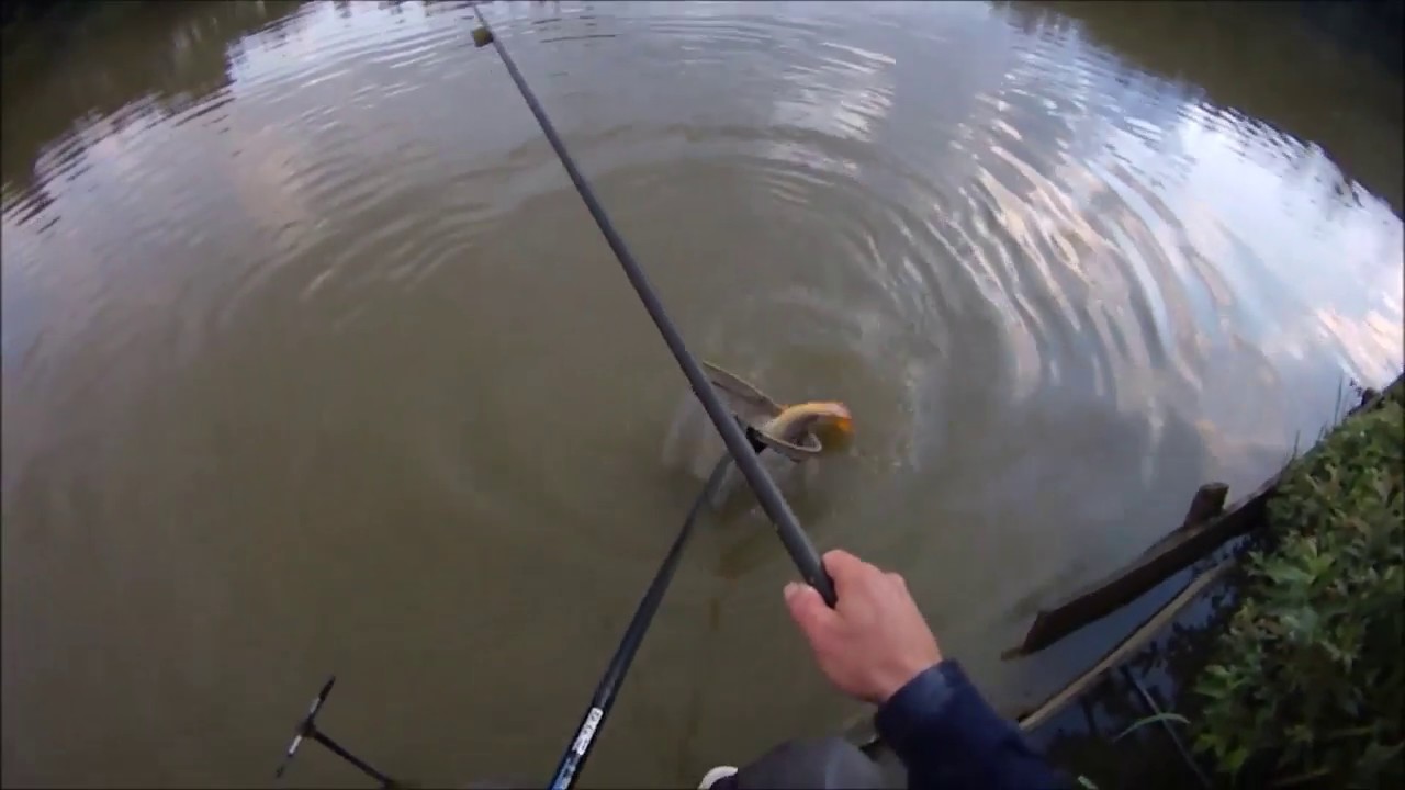 Big Carp down the edge at Woodlands