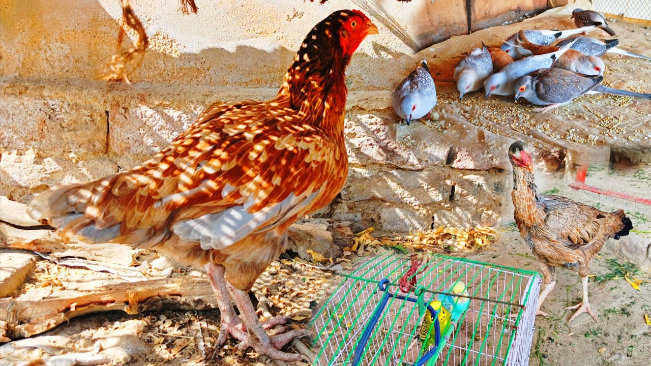 Surprise 😊 coming soon from Dangerous 🐔|