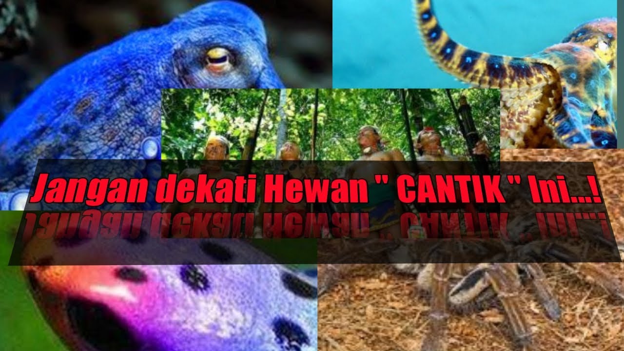 Jangan Dekati Hewan Cantik Ini Youtube