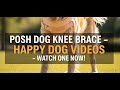 Here is Howdy making a full recovery from ACL/CCL injury with a Posh Dog Knee Brace!