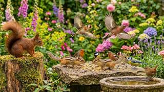 🔴LIVE Cottage Garden Birds: Cardinals, Goldfinches, Orioles, Sleep, Nature Sounds, Cat TV screenshot 4