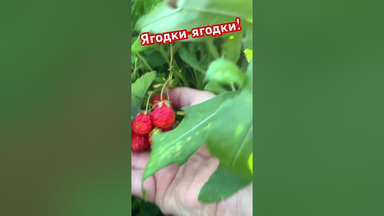 Ягодки-вкусняшки! - YouTube