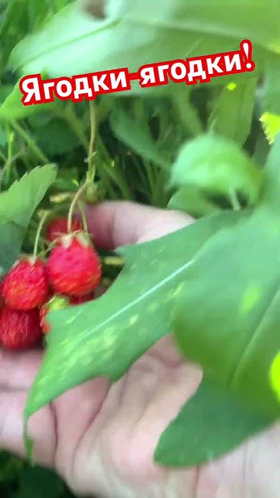Ягодки-вкусняшки! - YouTube