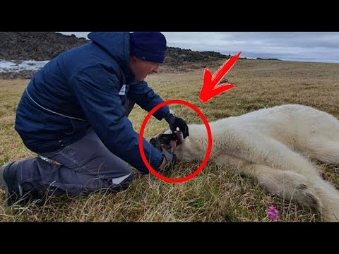 Video: Krasnojarsko gyventojai. Krasnojarsko gyventojai