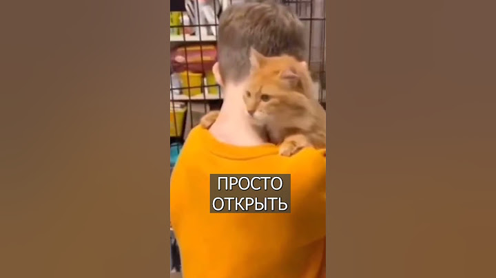 Кот ВЫБРАЛ себе хозяина в приюте