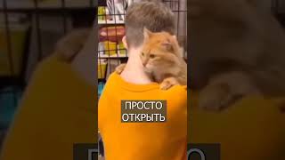 Кот Выбрал Себе Хозяина В Приюте