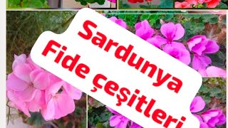 Download Lagu Sardunya Fideleri satışta  MP3