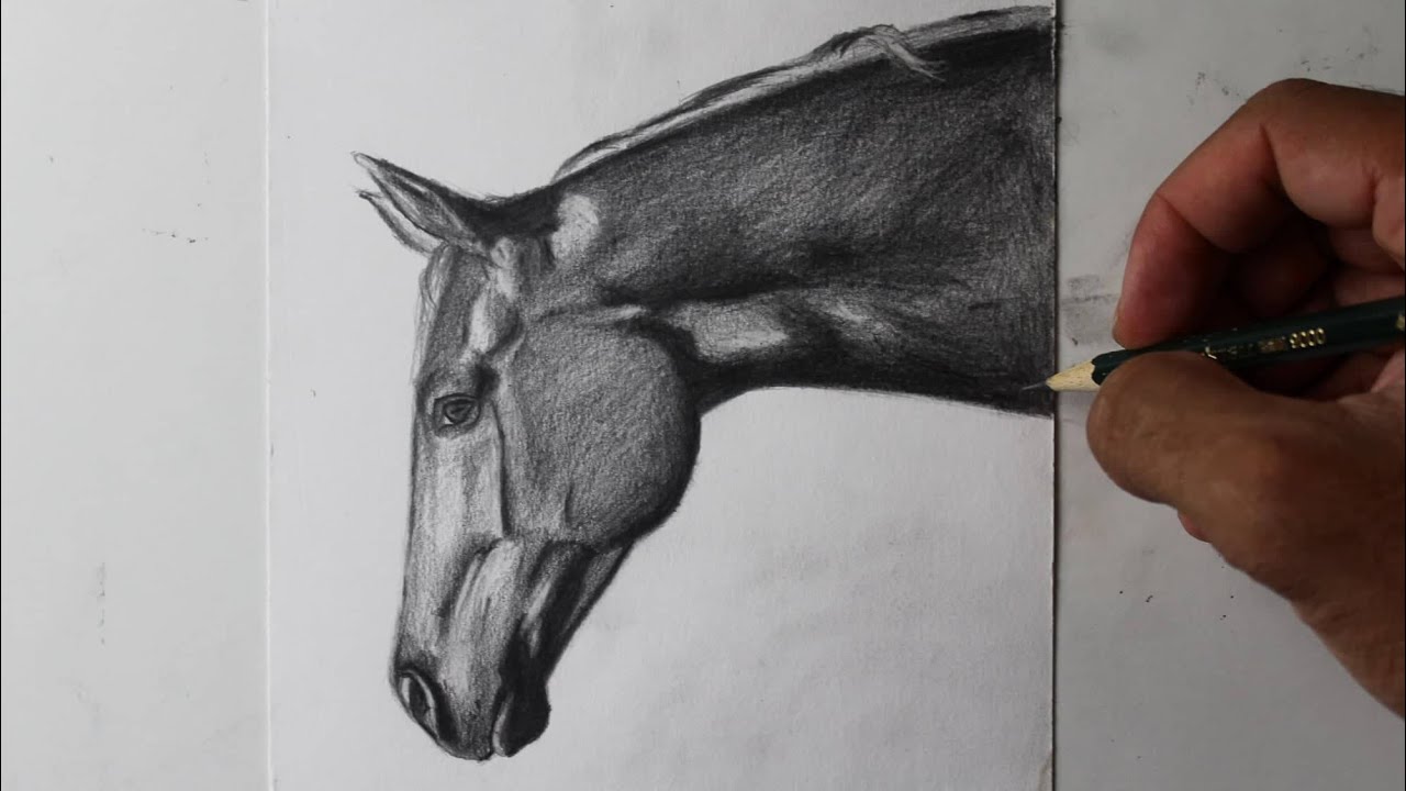 Como desenhar um Cavalo realista PASSO A PASSO narrado 