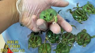 【波子角蛙】成體與幼體影片交疊【角蛙拓】