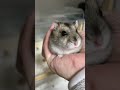 ハムスターの謎行動#shorts