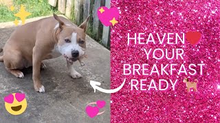 Heaven Sent ❤, eating breakfast. Heaven loves to jump for Raw! #dogmom #puppyvideos #pitbull