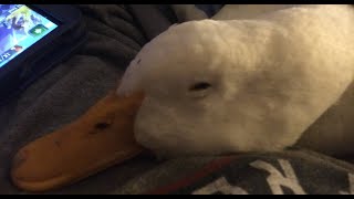 My Pet Duck: In Bed with Bubba