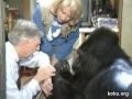 Koko meets Mr. Rogers, her favorite celebrity