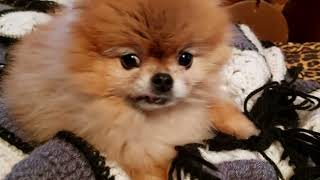 Mini pomeranian builds a comfortable couch