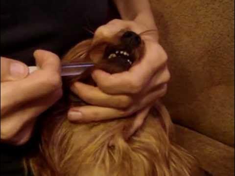 Приспособления для собак. Как собаке дать шприц. Как собаке дать шприц. Приспособление для вскармливания щенков. Шприц пероральный для животных.