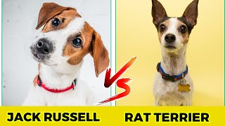 jack russell terrier vs rat terrier - Top 10 Difference by Jungle Junction 158 views 1 month ago 9 minutes, 17 seconds