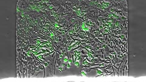 UC San Diego synthetic biologists redesign the way bacteria “talk” to each other