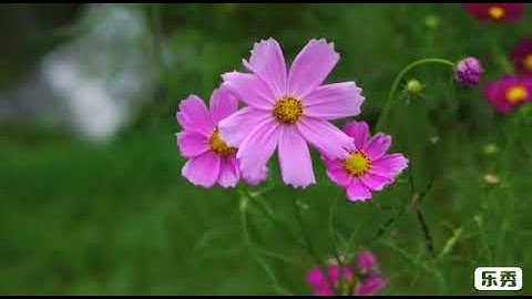 ماشاء  الله تلاوة عطرة من القران الكريم