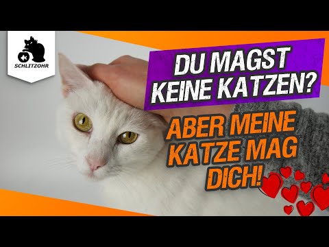 Video: Warum Mögen Katzen Menschen, Die Katzen Nicht Mögen?