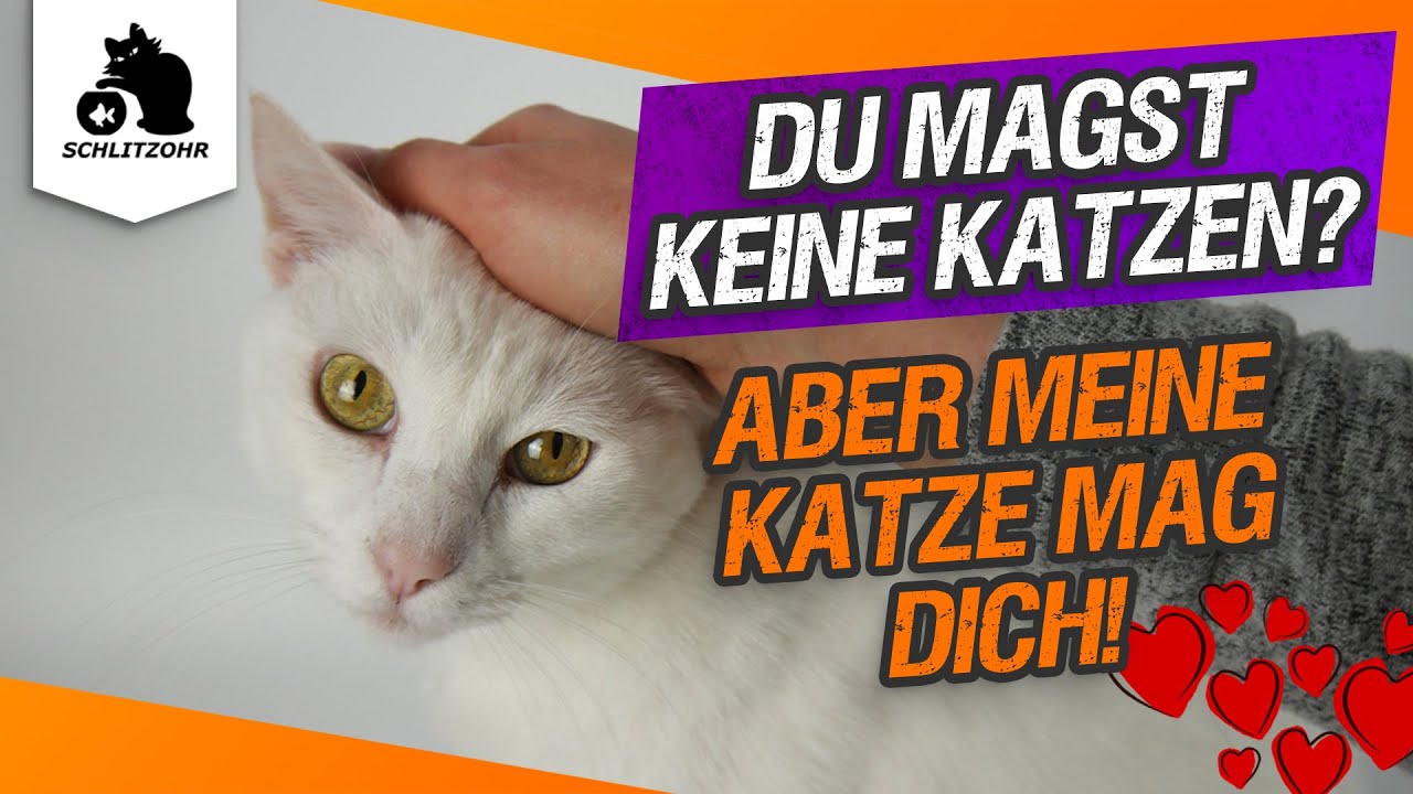 Charakter Von Menschen Die Keine Tiere Mögen www.youtube.com