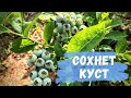 Сохнет куст голубики. В чем проблема