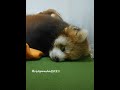 2022/9/15【八景島シーパラダイス】レッサーパンダの双子の赤ちゃん➋⇒Red Panda Baby Twins (In Sep of 2022)