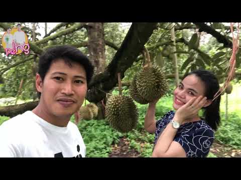 สวนสุภัทราแลนด์ กินทุเรียนบุฟเฟ่ต์ | EP. 2 PENG ING CHANNEL