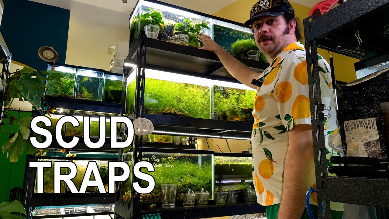 Treating Sick Bettas & Acclimating Angelfish: Another Fishroom Tour