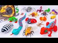 [🐰toy asmr🐰] Remote Controlled Insects: Giant Lizard - White Spider -Worm Playset ASMR 🕸 Review Toys