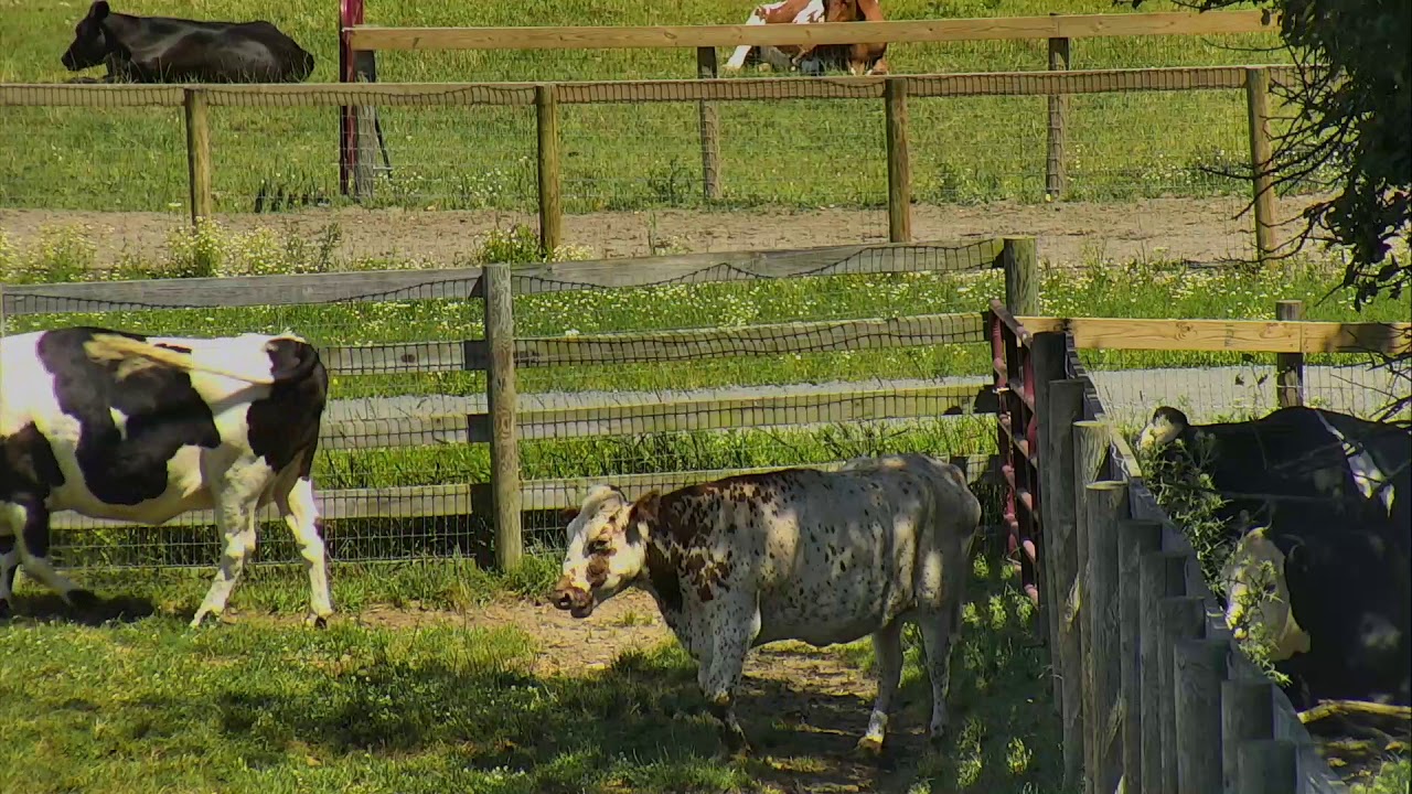 video phone beyonce mp3 Wisconsin Pasture Cam 07-20-2018 11:34:59 - 12:25:36