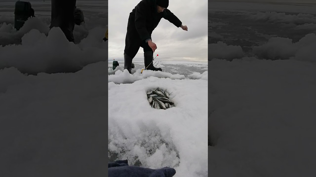 Ловля корюшки! #корюшка #рыбалказимой 