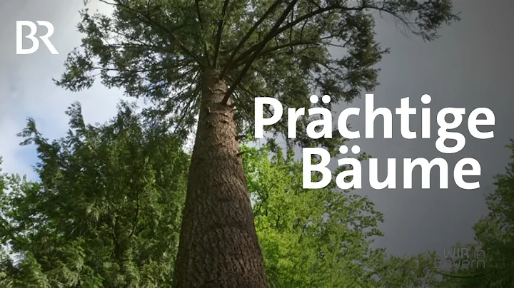 Dendrologischer Garten - Ein ganz besonderer Park ...