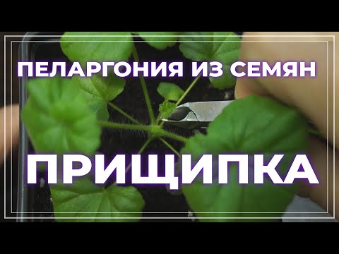 Пеларгония из семян