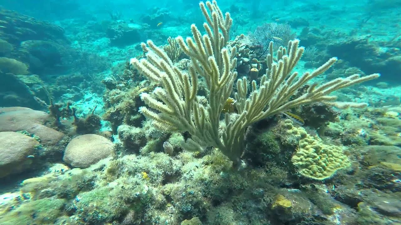 Snuba Roatan Snuba Roatan 2015 - YouTube